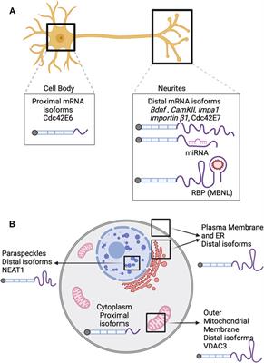 The Role of Alternative Polyadenylation in the Regulation of Subcellular RNA Localization